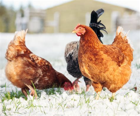 Comment Garder Les Poules Au Chaud En Hiver Des Experts Se Prononcent