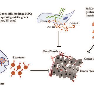 Strategies Of Targeted Cancer Therapy MSCs Have Been Utilized As