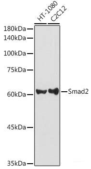 High Affinity And Specificity SMAD2 Polyclonal Antibody E AB 68278 At