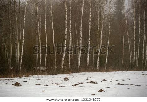 Naked Birch Trees Heavy Mist Countryside Stock Photo Shutterstock