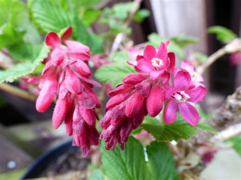 Ribes Sanguineum Pulborough Scarlet 75l