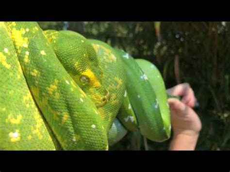 Aru And Biak Type Green Tree Pythons Morelia Viridis YouTube