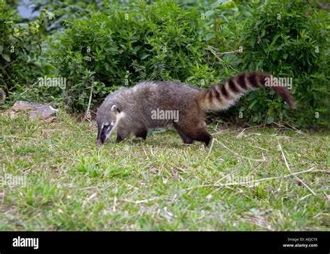 Nasenbaer, nasua, nasua, brasil Stock Photo - Alamy