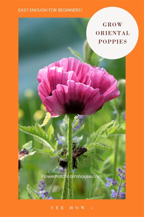 Beginners Can Grow Gorgeous Oriental Poppies Flower Patch Farmhouse