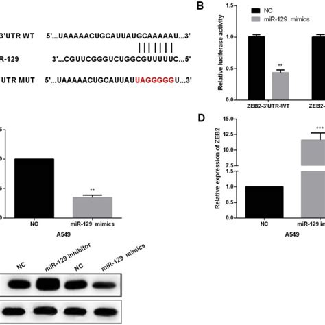 Zeb Was Directly Targeted By Mir In Nsclc Cell Lines A The