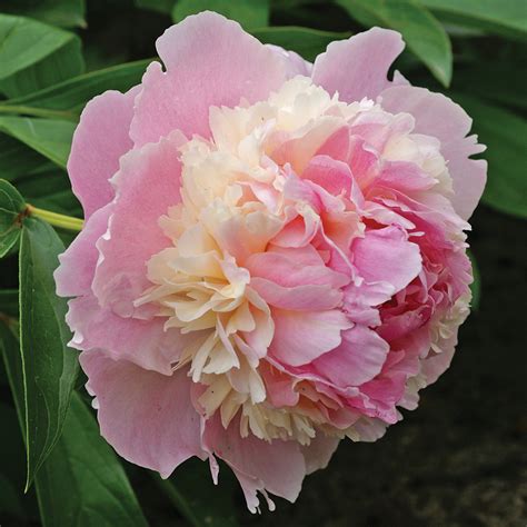 Paeonia Whopper Mr Middleton Garden Shop