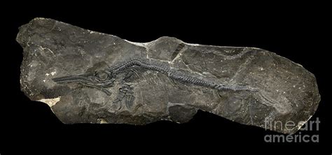 Ichthyosaur Fossil Photograph By Pascal Goetgheluckscience Photo