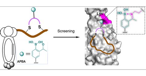 Lysine Targeted Reversible Covalent Ligand Discovery For Proteins Via