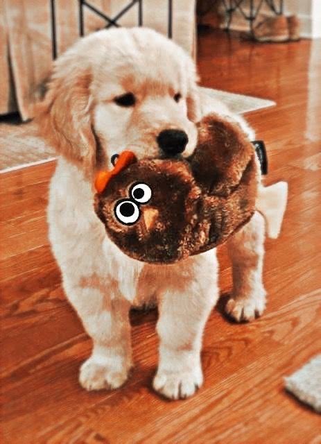 A Dog Holding A Stuffed Animal In Its Mouth With A Funny Face Drawn On It