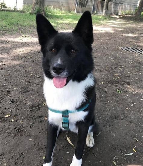 21 Akita Mixes Favorite Akita Mixed Breeds W Images