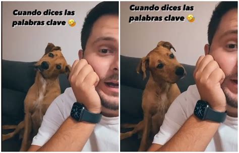 La Pica Reacci N De Un Perrito Al Escuchar Pasear Tras Cuarentena Fama