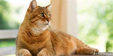 5 faszinierende Fakten über orangefarbene Katzen Nau Tiere