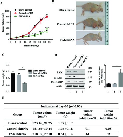 FAK Inhibition Suppresses Tumor Growth In Nude Mice A Time Dependent
