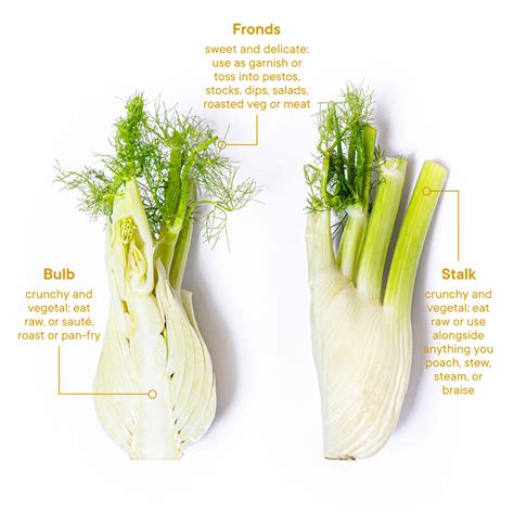 Everything To Know About In Season Fennel