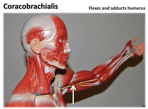 Coracobrachialis Muscles Of The Upper Extremity Visual A Flickr