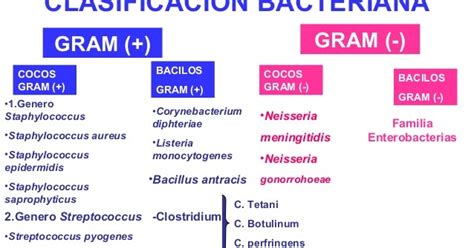 Medicine Blog Tema 3 Clasificación Bacteriana