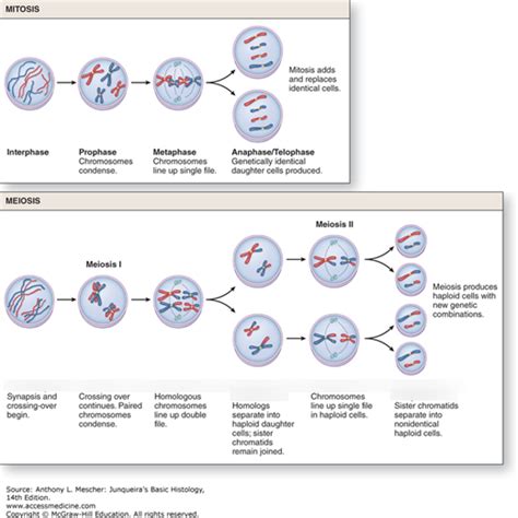 Anatomy Chpt 3 Diagram Quizlet