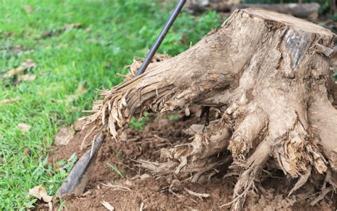 How To Rot A Tree Stump Fast And Easily