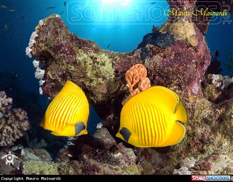 Butterfly Fish