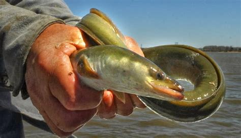 The Natural World: Migrating Fish: Anadromous or Catadromous?