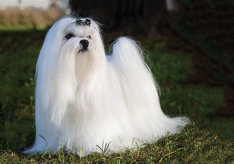 Can Maltese Be Black