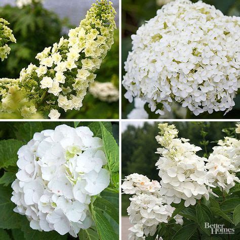 Best Heavenly White Hydrangeas Bhg Ideas Hydrangea Varieties