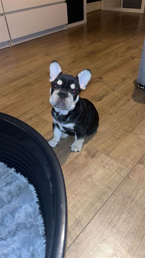 Gorgeous Big Rope Frenchies For Sale Greater Manchester Forever Puppy