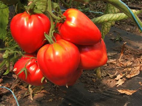 Tomaten Selbst Vorziehen So Klappt Es Bio Garten