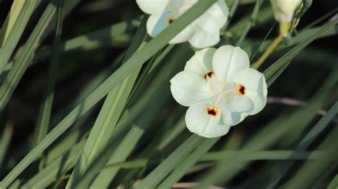 Bicolor Iris Garden Style San Antonio