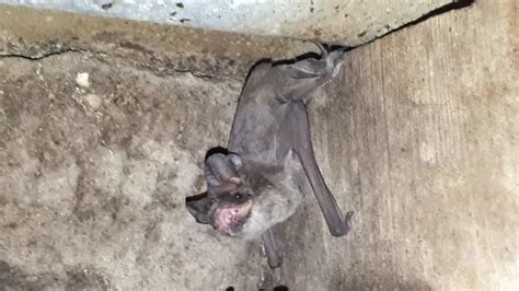 Mexican Free Tailed Bat From Saavedra Provincia De Buenos Aires