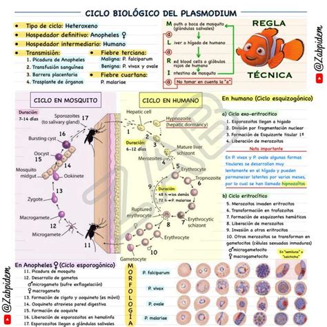 Ciclo Del Plasmodium Zabdiel Jerimoth Huanca Mendoza Udocz