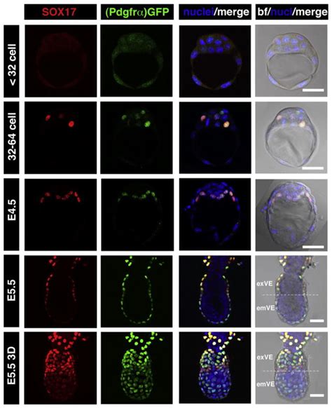 The Primitive Endoderm Lineage Of The Mouse Blastocyst Sequential