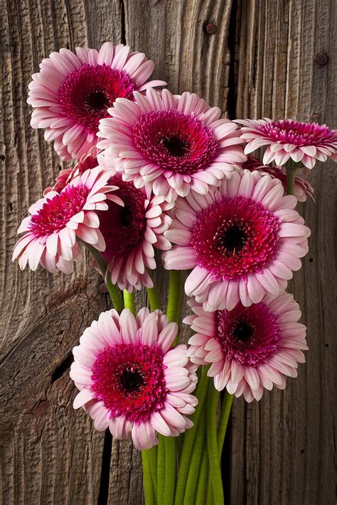 Pink Gerbera Daisies Photograph By Garry Gay