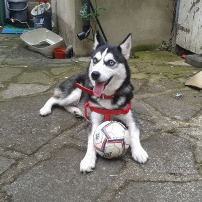 Naked Neko Tumblr Tumbex