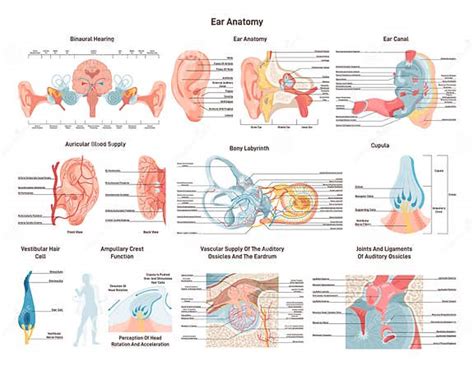 Anatomische Structuur Van Het Menselijk Oor Buitenste Middenoor En