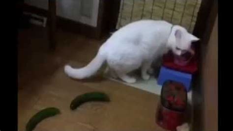 Video: The Reaction Of Cats To Cucumbers. Hilarious!