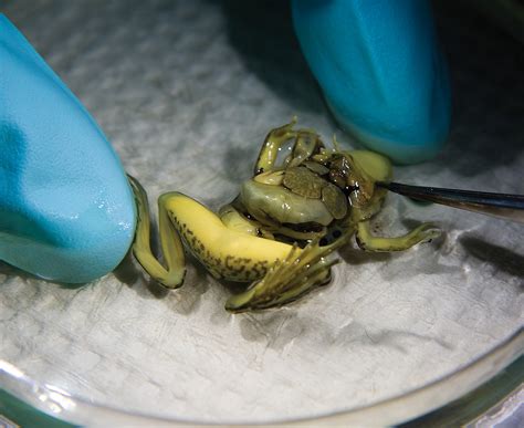 Andy Comins The Frog Scientist