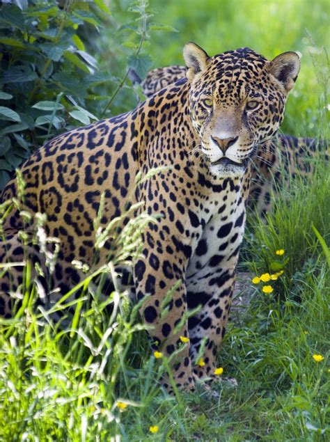 Jaguar Animal Facts | Jaguar animal, Jaguar animal facts, Animal facts