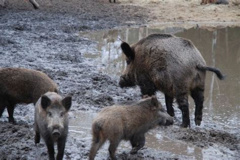 Dzia Ania Rekompensuj Ce Szkody Wyrz Dzone Przez Dziki Nadal S