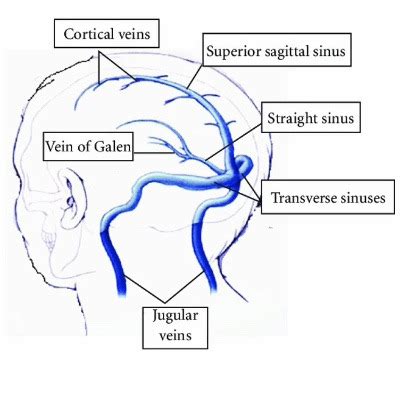 Arterial Venous System System Flashcards Quizlet