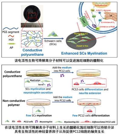 Electroactive Biodegradable Polyurethane Significantly Enhanced Schwann