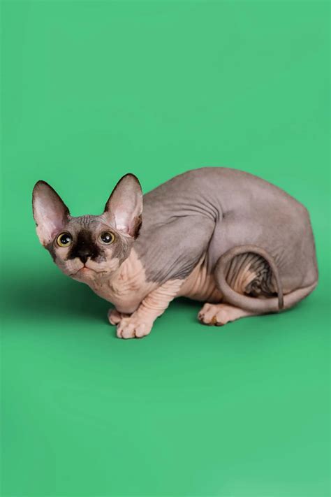 Hairless Sphynx Cats And Kittens For Sale Maisy Sphynx Kitten