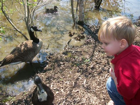 A Whole New World: Feeding the Ducks