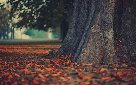 Wallpaper Sunlight Trees Landscape Forest Fall Nature Grass