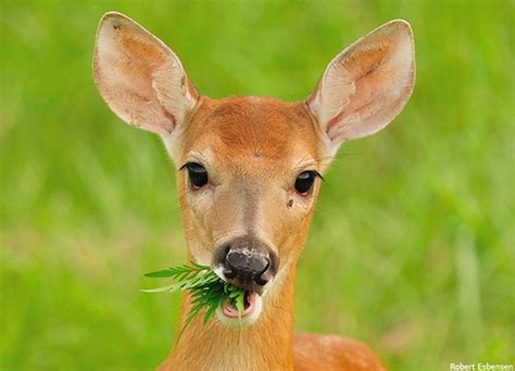 Missouri’s Deer Remain Wildlife - The National Wildlife Federation Blog