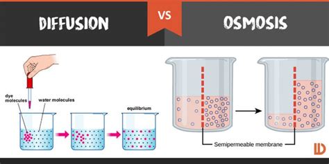 Diffusion And Osmosis In Detail : Agri Learner