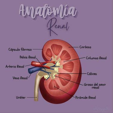 Anatomía renal Ilustrado uDocz Anatomía Anatomia y fisiologia