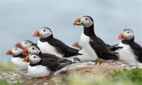 Puffin Tour Iceland ⋆ Toorsy.co.uk