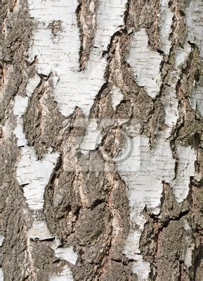 Birke Birkenrinde Betula Fototapete Fototapeten Einloggen Baum