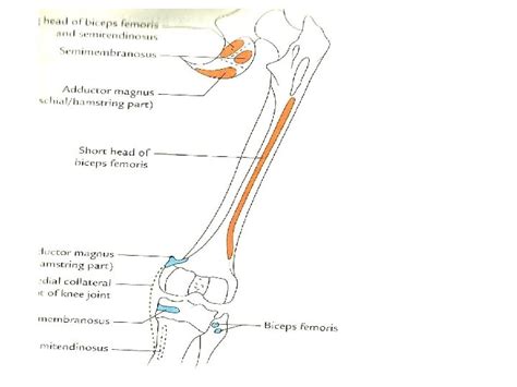 Gluteal Region Boundaries Gluteus Maximus Structures Deep To